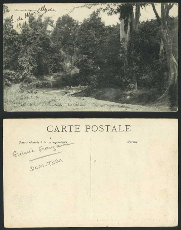 French Guinea, Africa 1911 Old Postcard Un Sous-Bois, Guinee Francaise, Dom-Tom