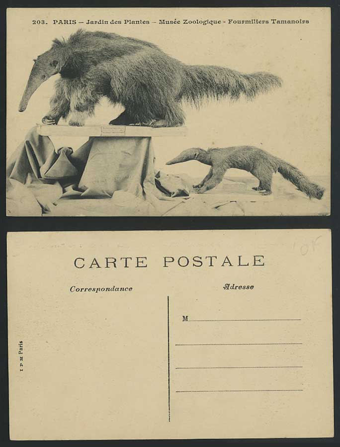 Anteaters Fourmiliers Tamanoirs Paris Jardin des Plantes Zoo Museum Old Postcard