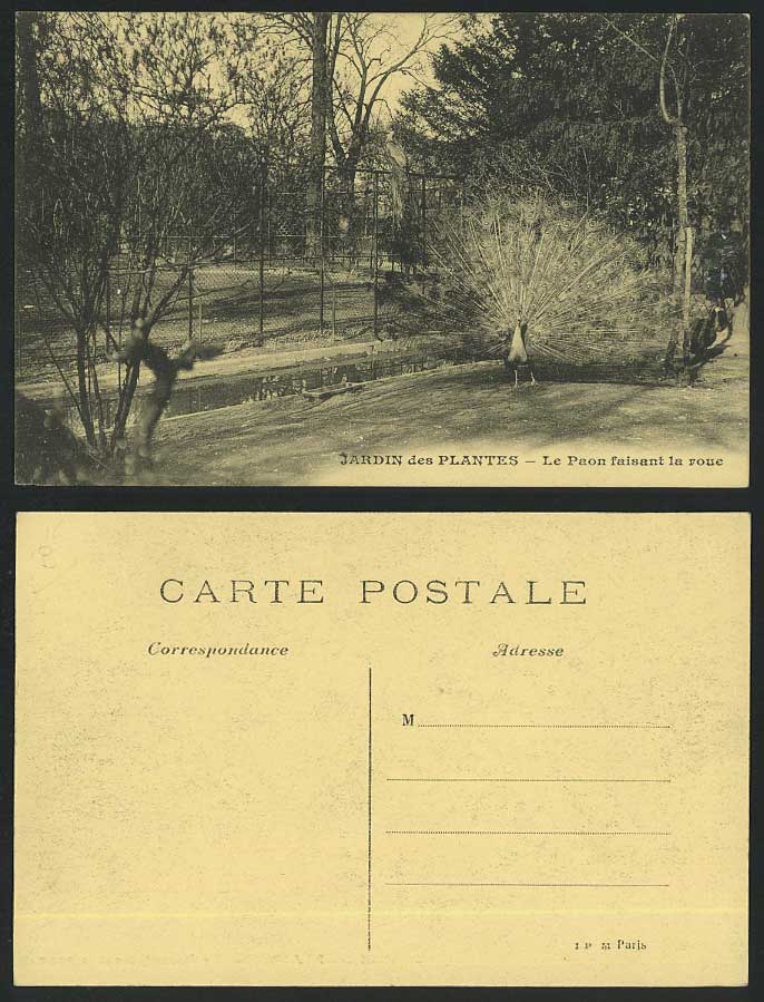 PEACOCK Display BIRD Paris Jardin des Plantes Botanical Garden Paon Old Postcard