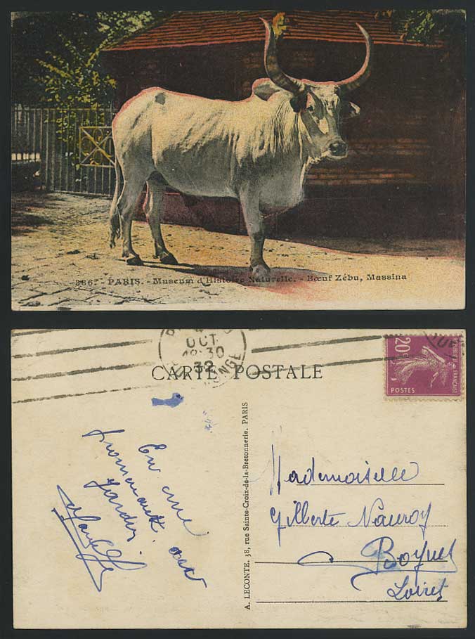 Boeuf ZEBU, Massina, Paris Museum d'Histoire Naturelle 1932 Old Postcard Cattle