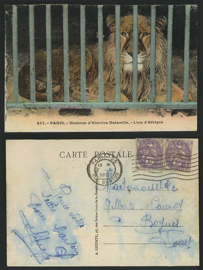 African LION, Paris Museum d'Histoire Naturelle Lion d'Afrique 1932 Old Postcard