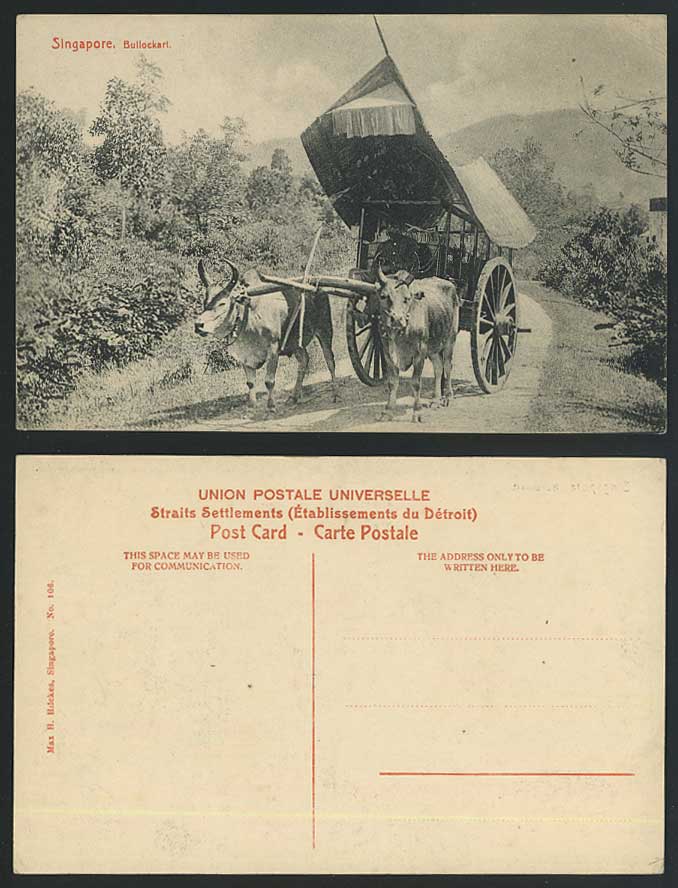 Singapore Old Postcard Native Double Bullock Cart, Bullockart, Cattle Oxen Bulls
