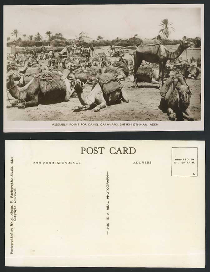 Aden, Sheikh Othman, Camels Assembly Point for Camel Caravans Old Postcard Yemen