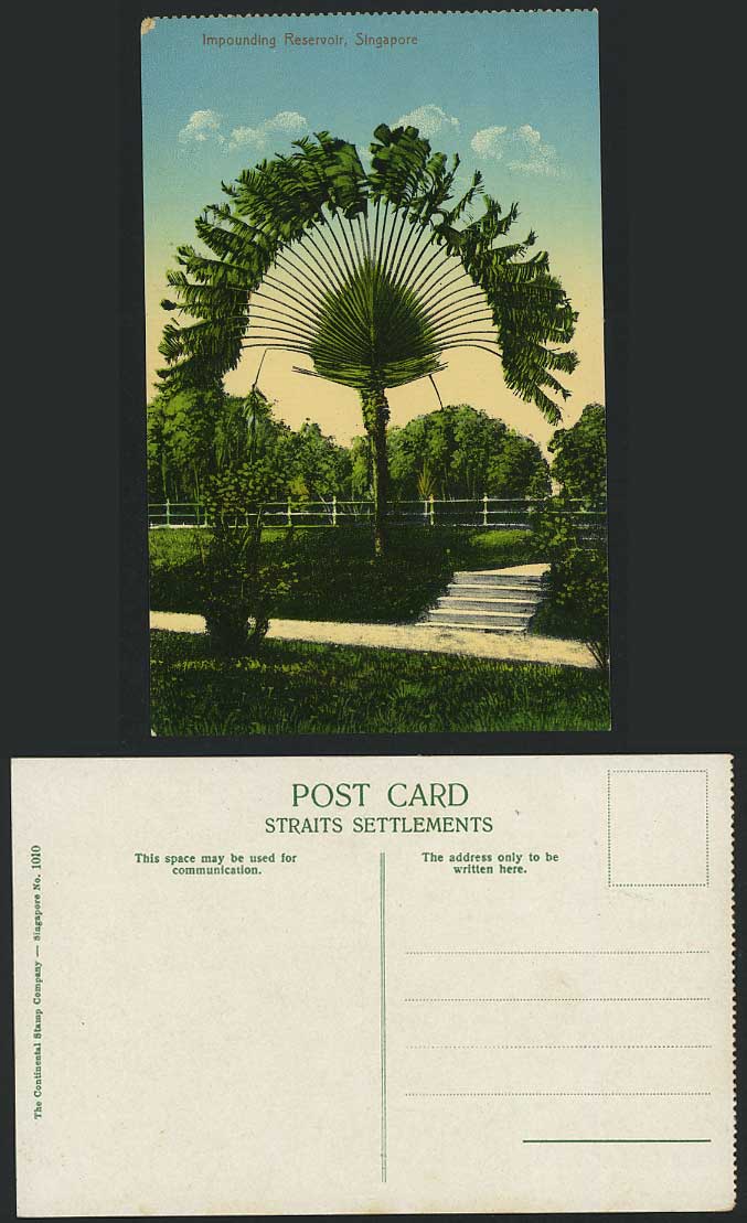 Singapore Old Colour Postcard Impounding Reservoir Traveller's Palm Tree & Steps