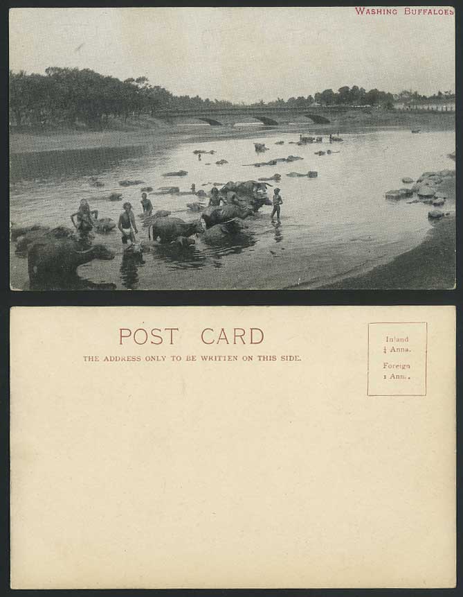 India Old UB Postcard Washing Buffaloes Buffalo Bridge River Scene Native Bather