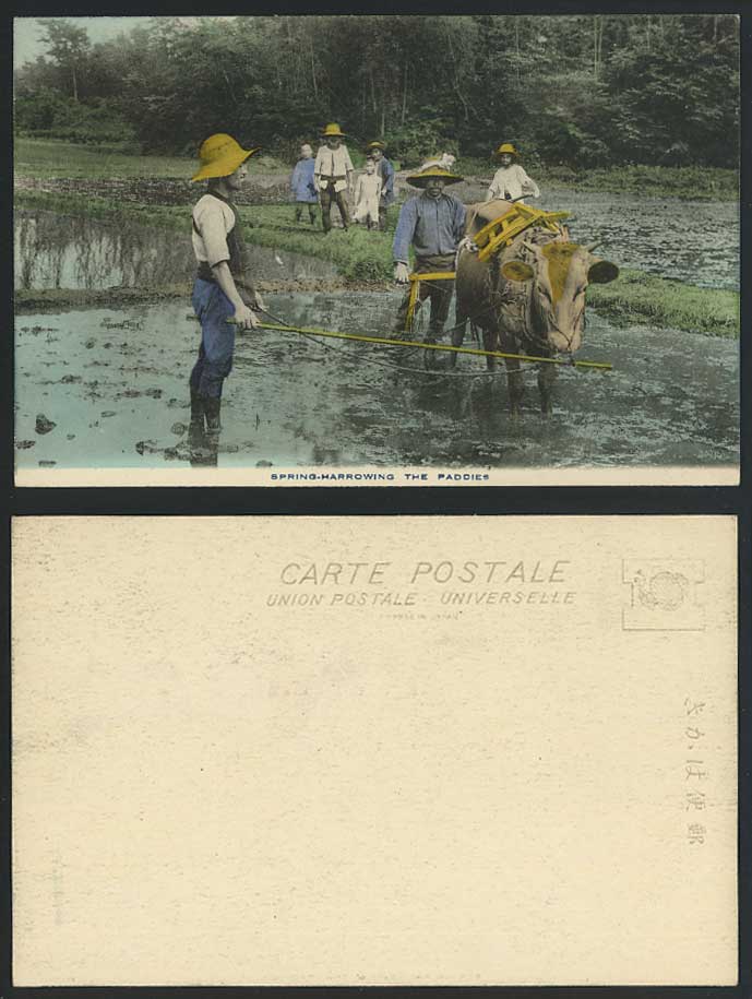 Japan Old Hand Tinted Postcard Spring Harrowing the Paddies Buffalo, Rice Fields