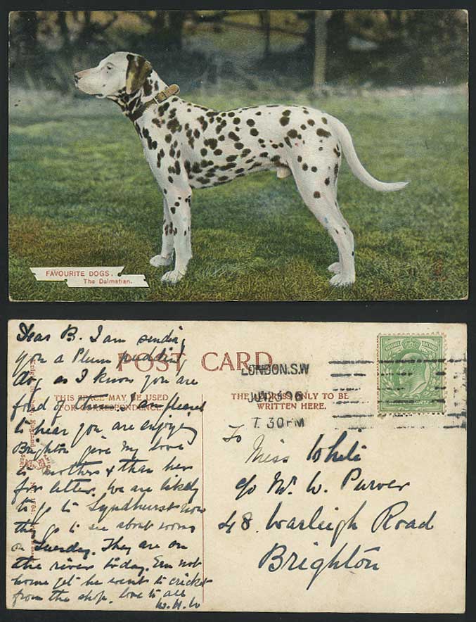 Dalmatian Dog Favourite Dogs Dalmatian 1906 Old Colour Postcard Pets Pet Animals
