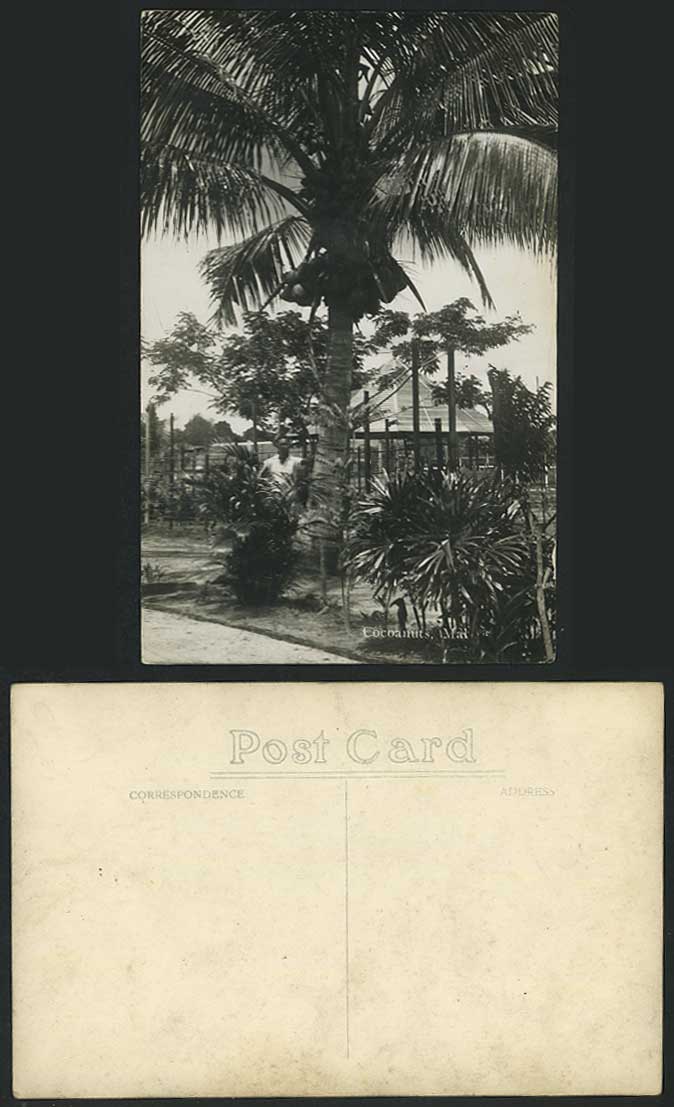 Malaya Malay Old Real Photo Postcard Cocoanuts Cocoanut Tree Coconuts Coconut RP