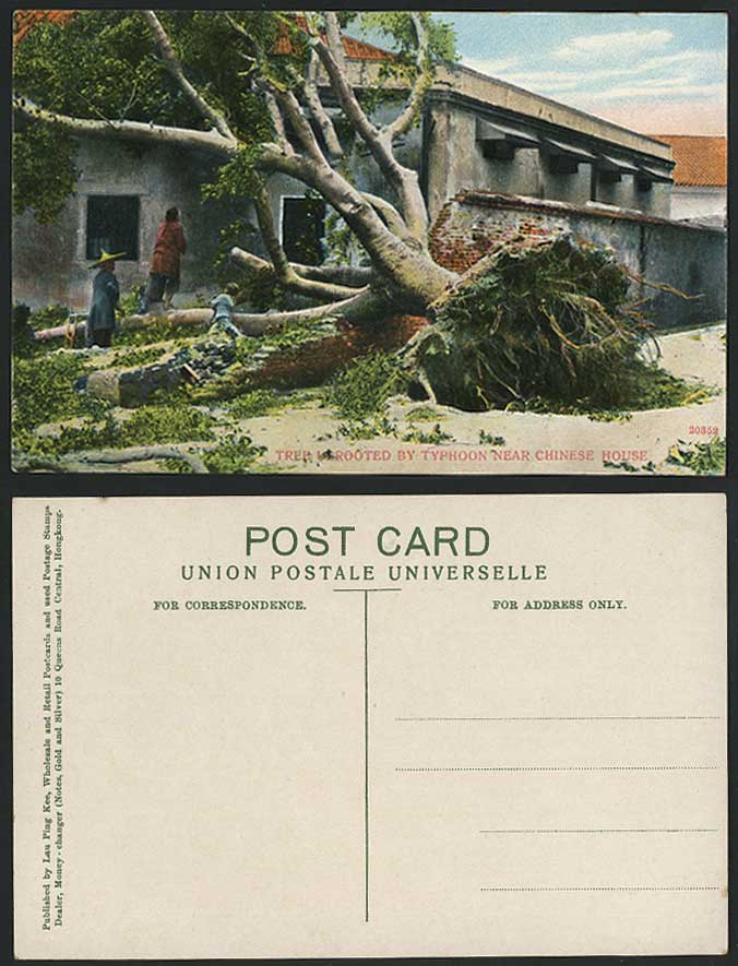 Hong Kong China Old Postcard TREE Uprooted By TYPHOON nr Chinese House Women Boy