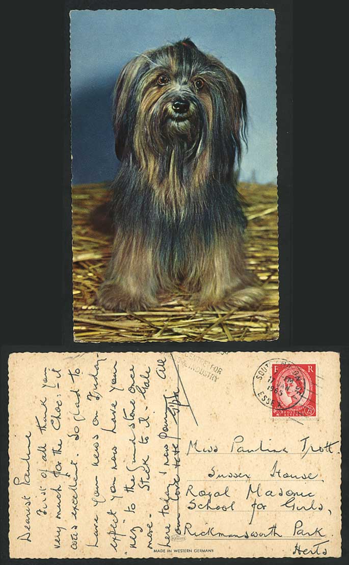 A Hairy Dog Puppy 1965 Old Colour Postcard Pets Pet Animals Southend-on-Sea Pmk.