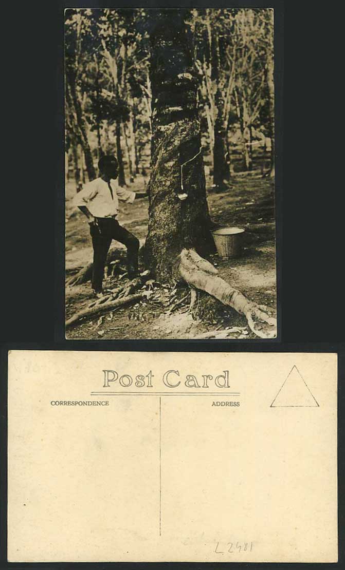 Singapore Old RP Postcard A Native Malay Man Tapping Rubber Trees English Method