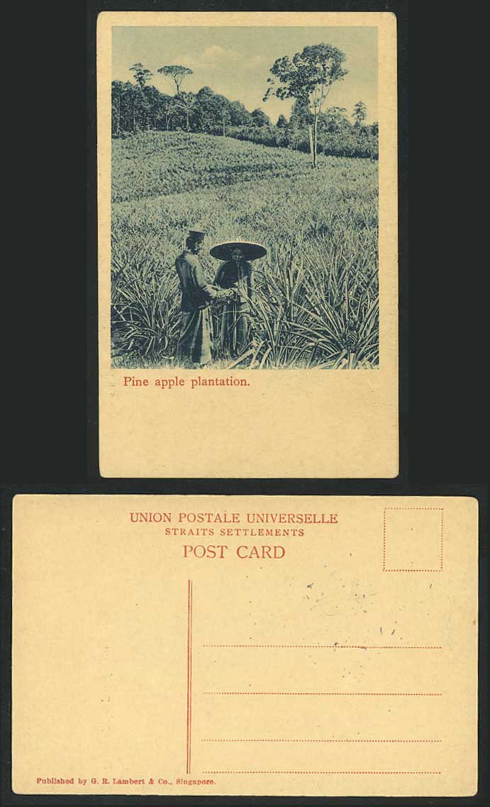 Singapore Old Postcard Pine Apple Plantation Pinapple Pinapples Malay Farmer GRL