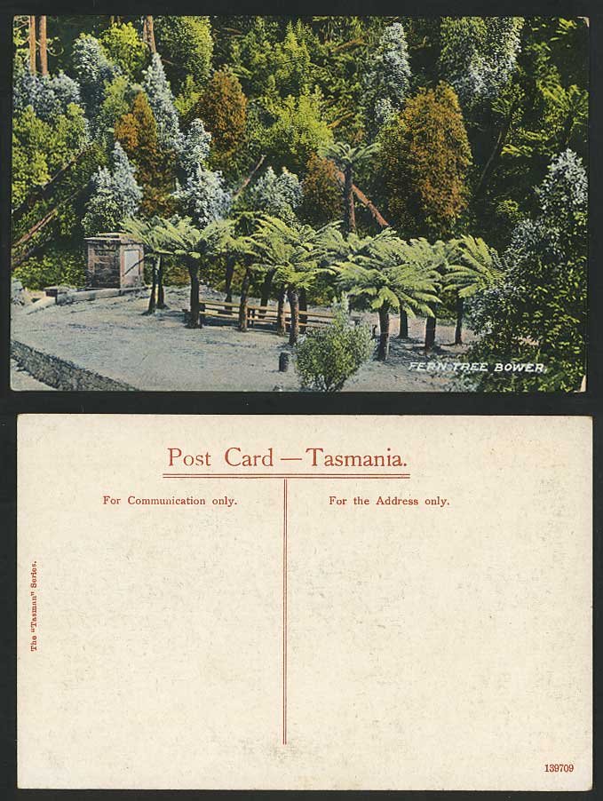 Australia FERN TREE BOWER Tasmania Old Colour Postcard Ferns Trees Hobart Tasman