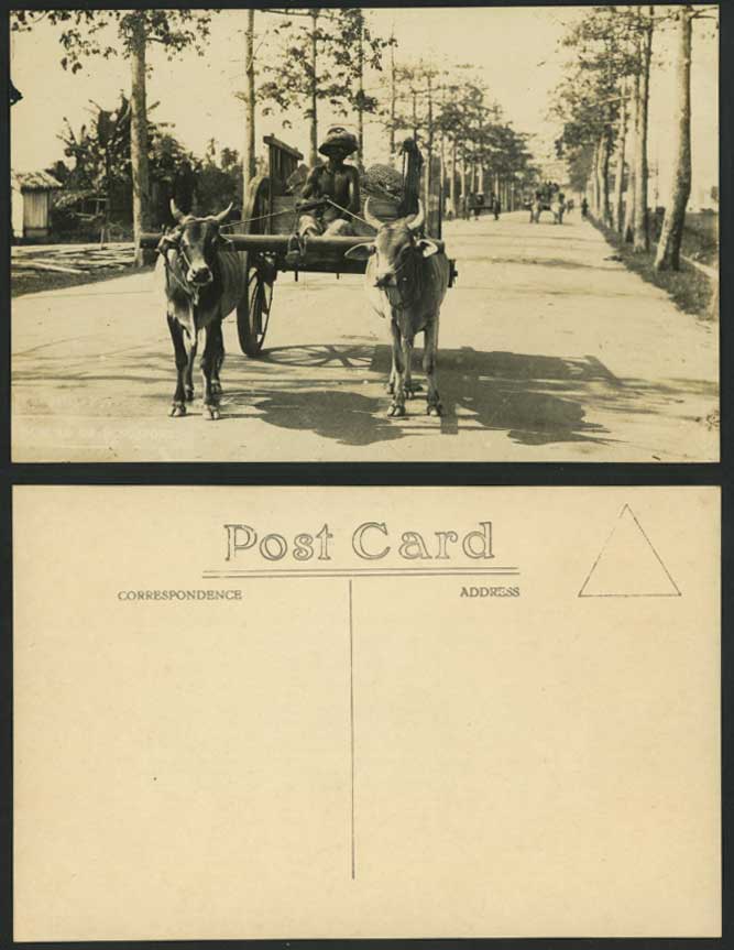 Singapore Old Real Photo Postcard Street Scene, Double Bullock Cart Malay Driver