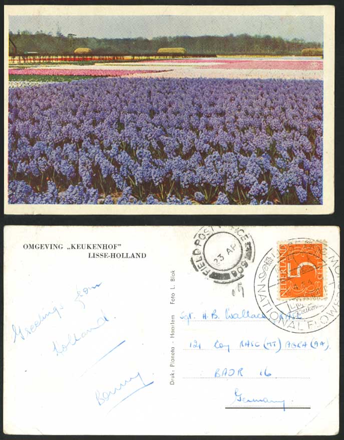Netherlands Omgeving Keukenhof Lisse National Flower Show 1954 Old Postcard Beds