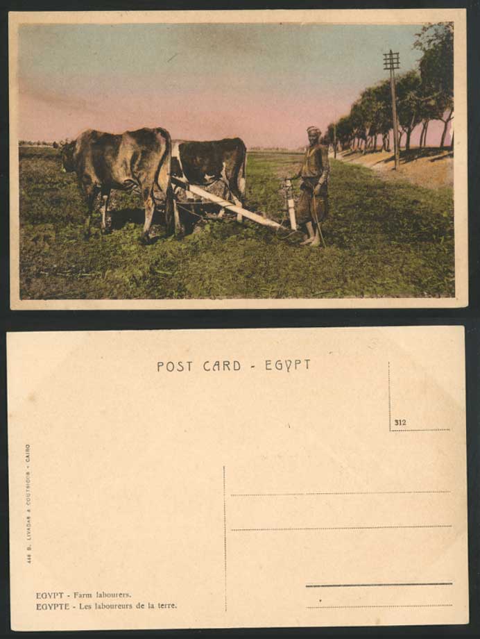 Egypt Old Postcard Farm Labourers, Farmer Cattle Ploughing, Egyptian Ethnic Life