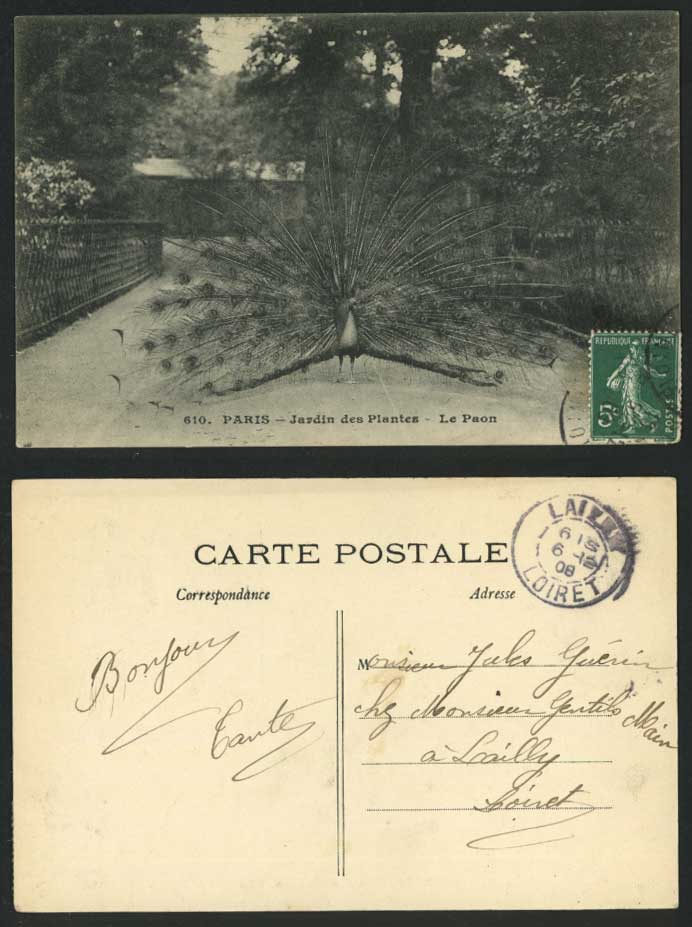 PEACOCK BIRD Paon, Paris Jardin des Plantes Botanic Garden Zoo 1908 Old Postcard