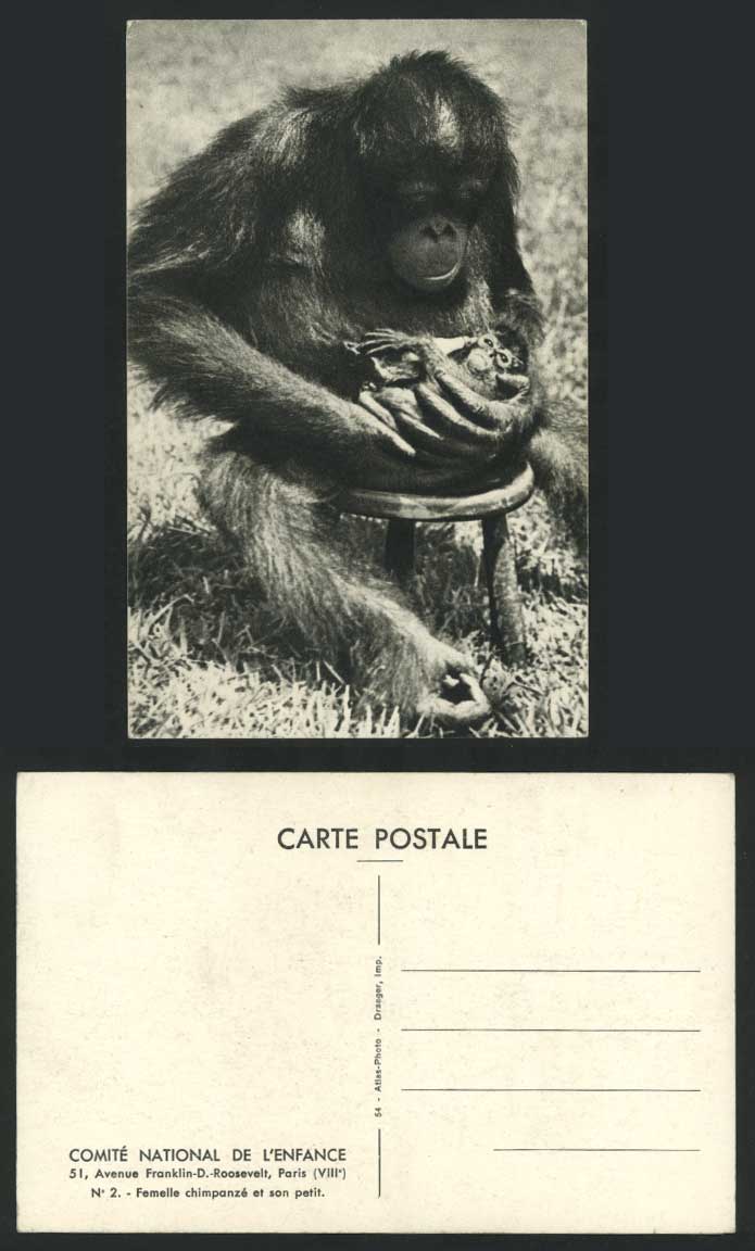 Female Chimpanzee & Her Baby Monkey Chimpanzees Monkeys Zoo Animals Old Postcard