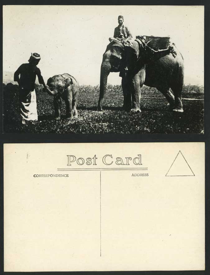 Singapore ELEPHANTS Old R.P. Postcard Elephant Rider Baby Cub 2 Native Malay Men