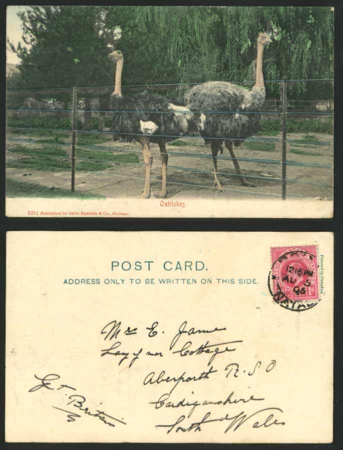 Ostrich Ostriches Birds Animals, South Africa 1905 Old Hand Tinted U.B. Postcard