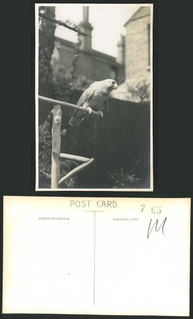Parakeet Parrot Bird Paroquet Paraquet Old Real Photo Postcard Animal Photograph