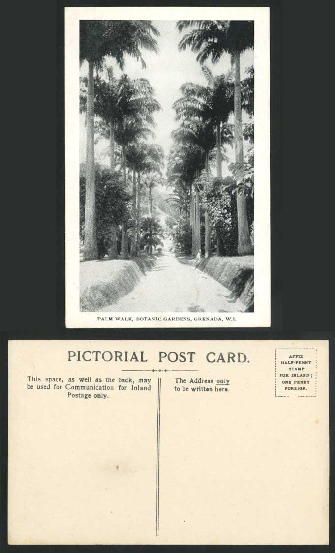 Grenada Old Postcard Palm Walk Botanic Gardens, Palm Trees W.I. Botanical Garden