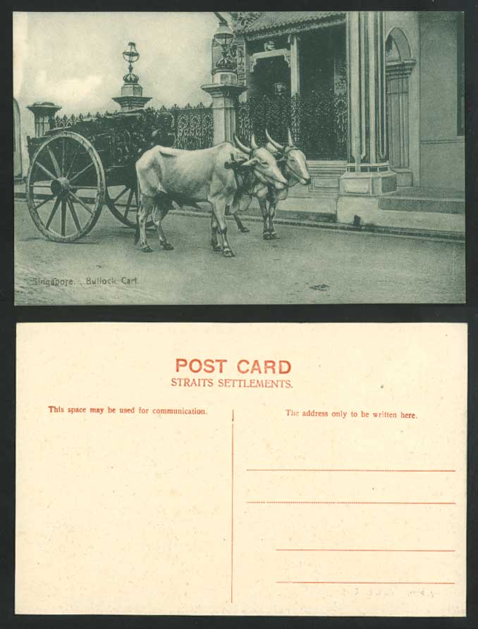 Singapore Old Postcard Double Bullock Cart & Native Driver, Straits Settlements