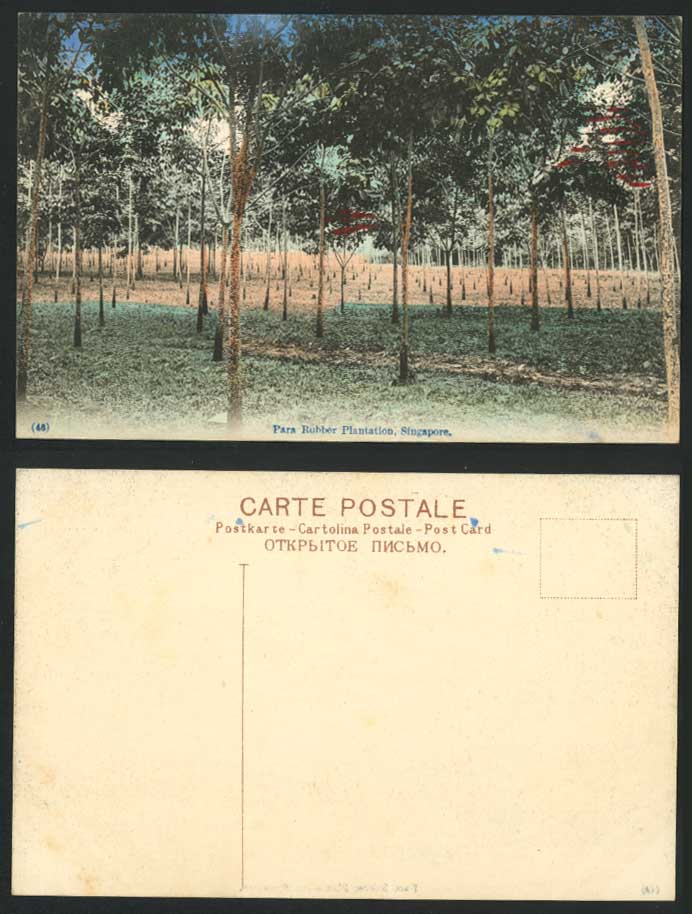 Singapore, Para Rubber Plantation, Trees, Malaya Old Hand Tinted Colour Postcard
