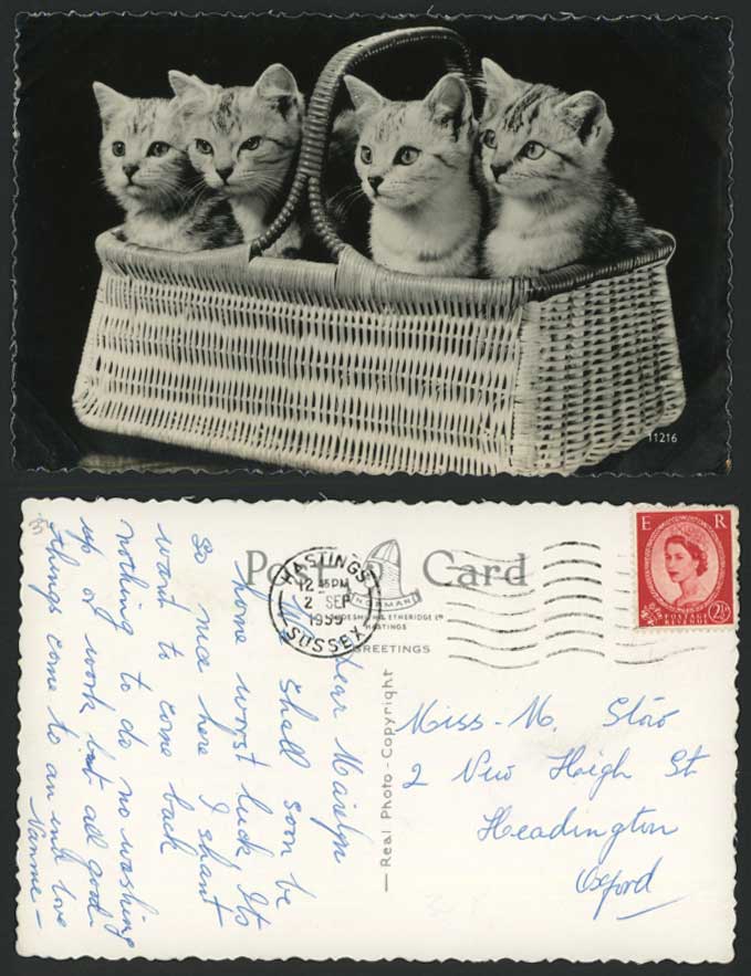 4 Beautiful Cats Kittens in Basket 1959 Old Real Photo Postcard Norman No. 11216