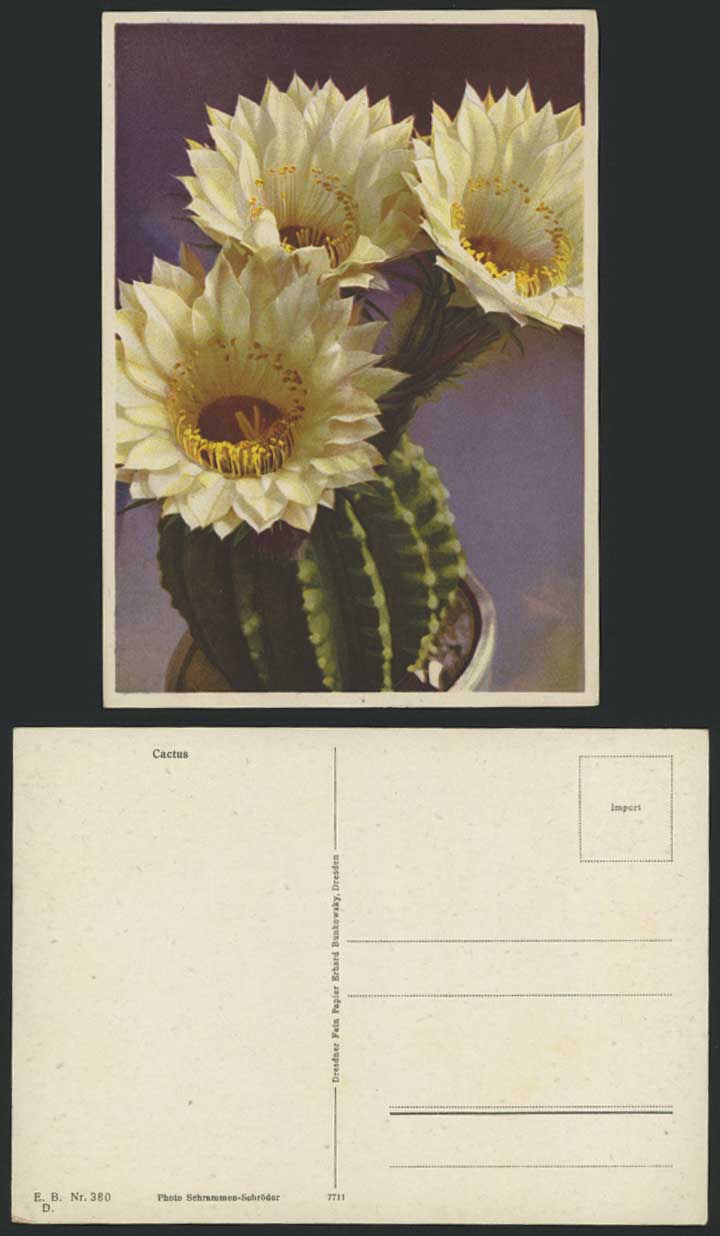 Cactus Flowers, Cacti Flower, Germany Old Colour Larger German Postcard Dresden