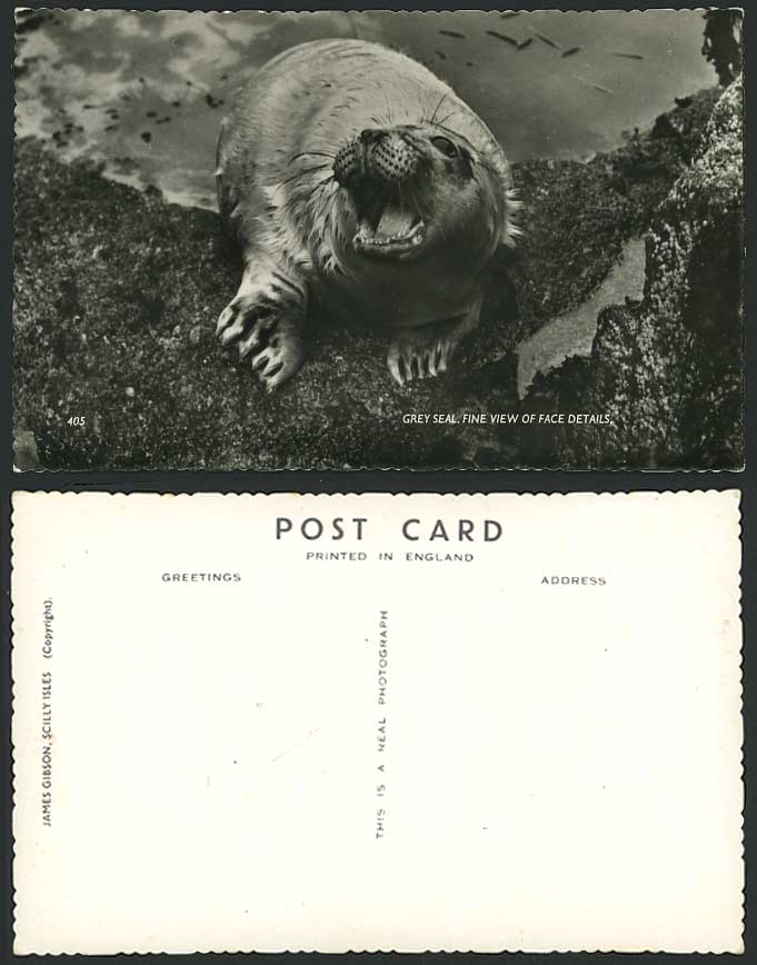 GREY SEAL Fine View of Face Details Animal, Scilly Isles Old Real Photo Postcard
