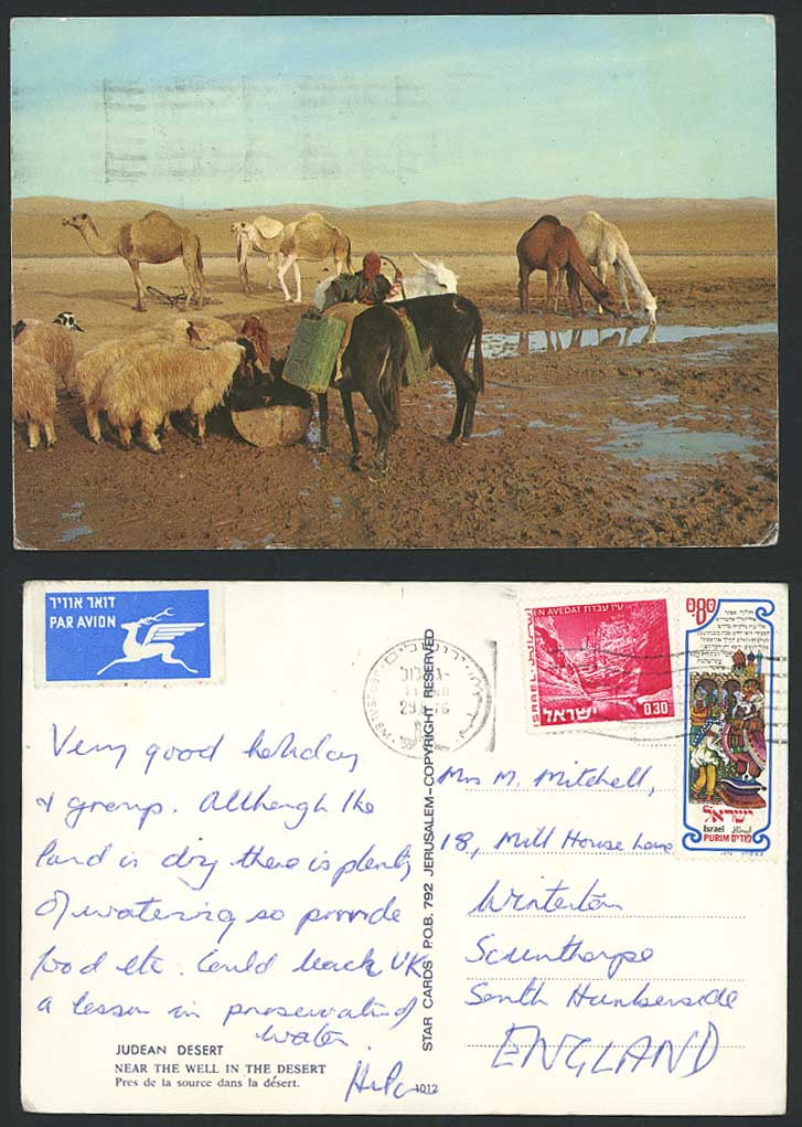 Israel, Judean Desert near The Well, Sheep Donkey Camels & Trough 1976 Postcard