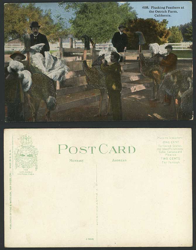 USA Plucking Feathers Ostrich Farm Ostriches Birds California Old Color Postcard