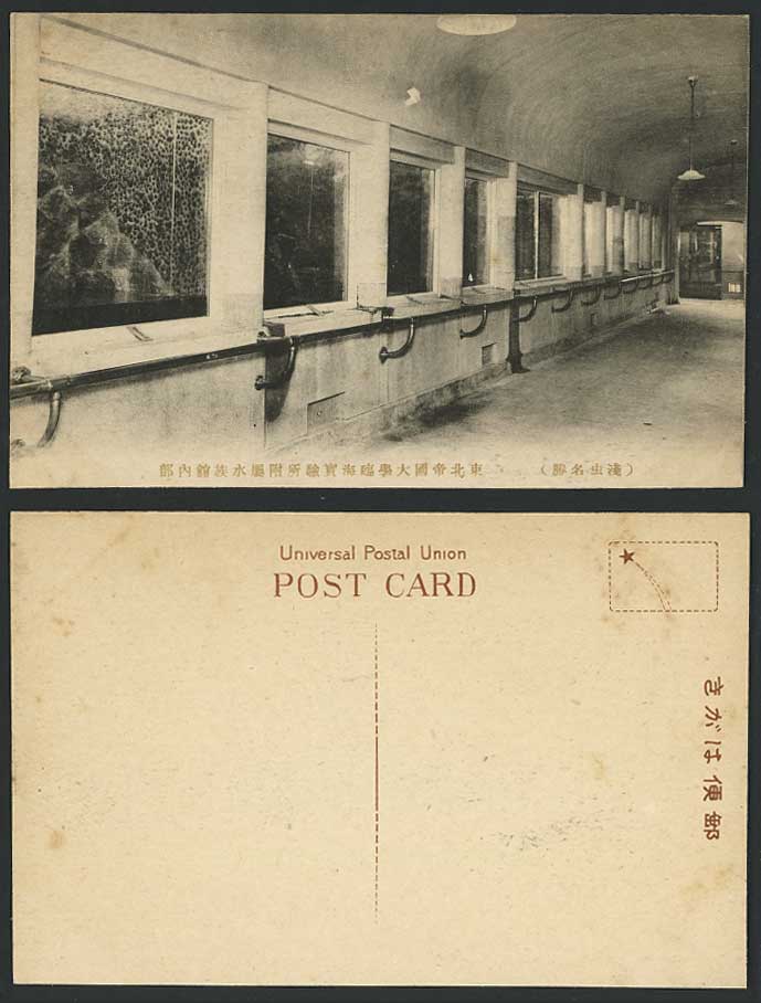 Japan Old Postcard Aquarium Laboratory Interior Asamushi N E Imperial University
