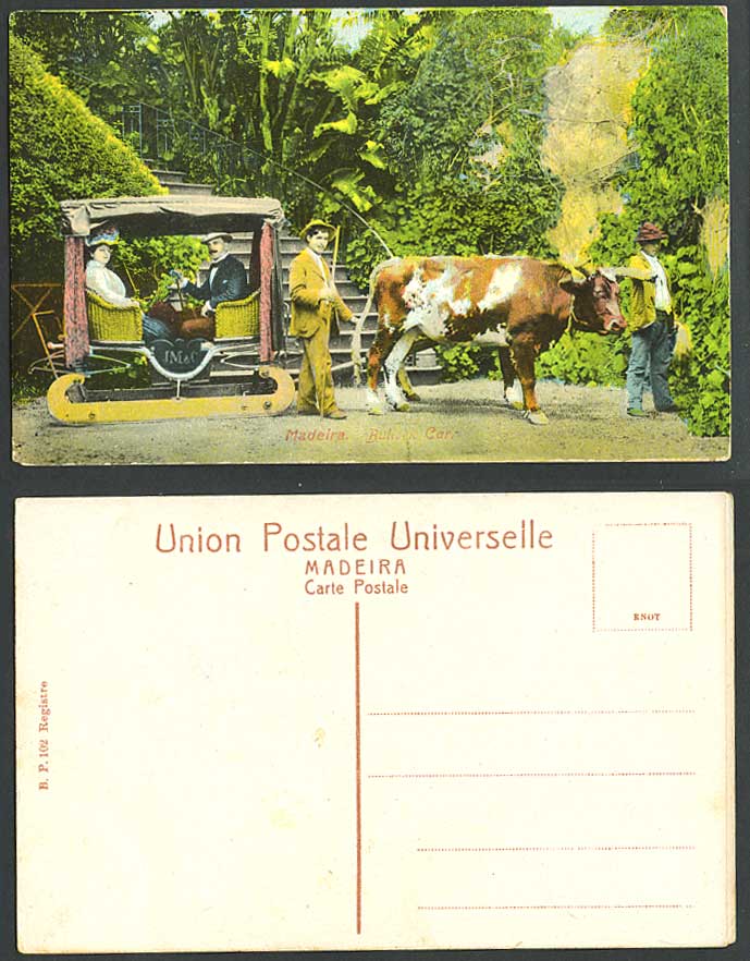 Portugal Old Colour Postcard Madeira Native Bollock Car Cart Cattle Cow Ox Carro