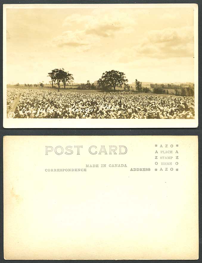 Canada Old Real Photo Postcard Cornfield Corn Field King's Hall Ottawa Ontario J