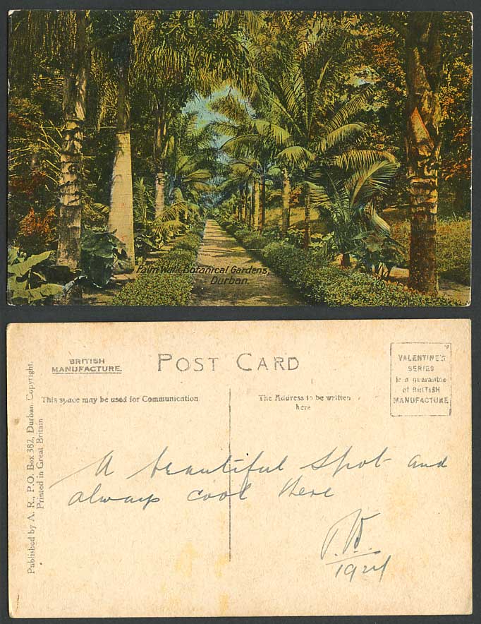 South Africa DURBAN 1924 Old Color Postcard Palm Walk in Botanical Gardens Trees