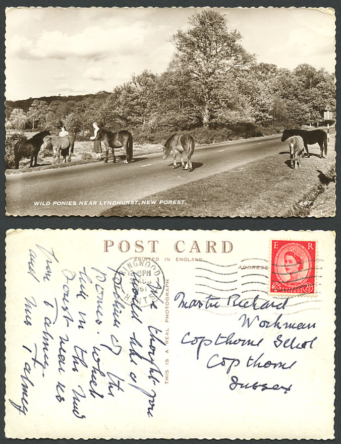 Wild Ponies Horses near Lyndhurst New Forest 1961 Old Real Photo Postcard Hants.