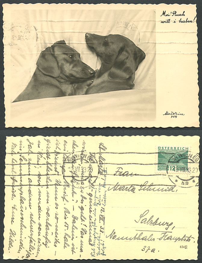 Dachshund German Sausage Dogs Puppies 1933 Old Real Photo Postcard 12c Traunsee