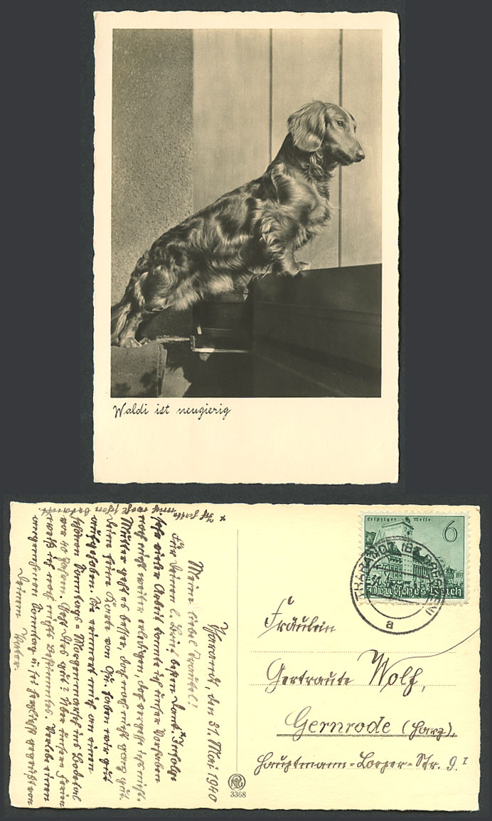 Hairy Dachshund German Sausage Dog Puppy Waldi is Curious 1940 Old R.P. Postcard
