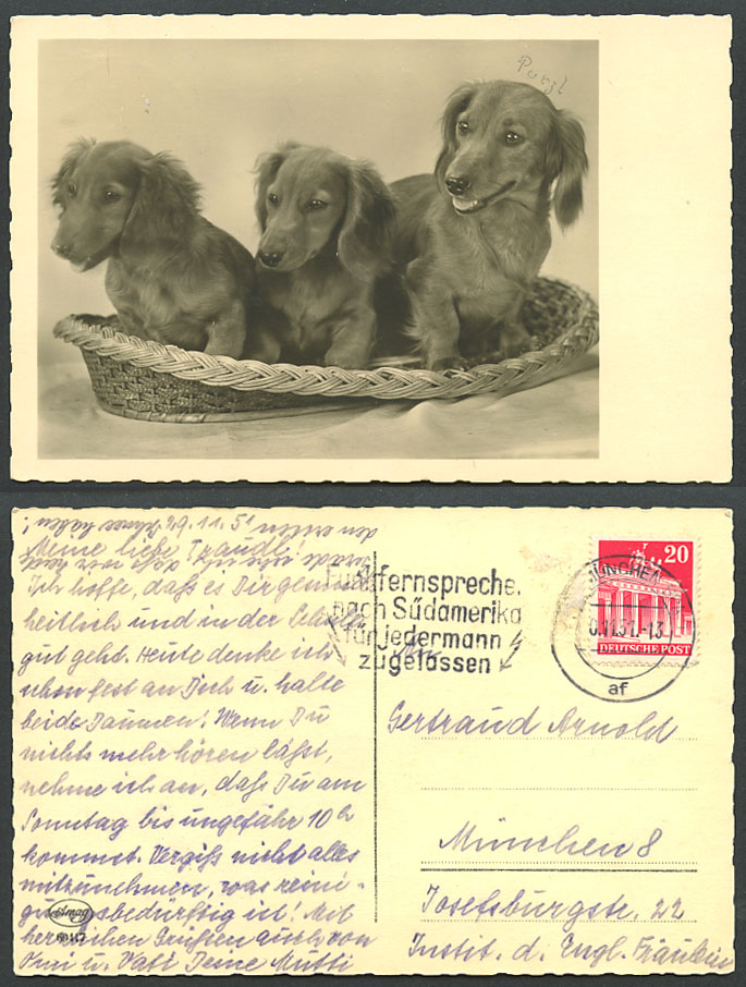 Dachshund German Sausage Dog Purzl Dogs Puppies 20p 1951 Old Real Photo Postcard