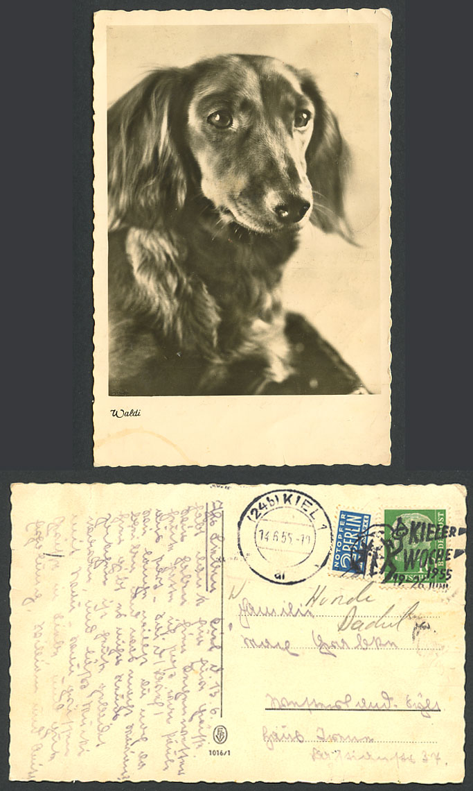 Dachshund German Sausage Dog Puppy Waldi Steuermarke 10pf Kiel 1955 Old Postcard
