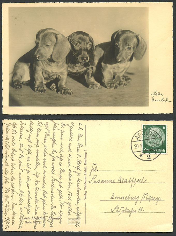 Dachshund German Sausage Dog Puppy Dogs Puppies 6pf 1934 Old Real Photo Postcard