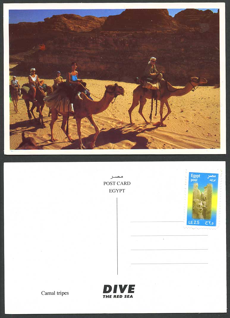 Egypt Le 2.5 on Color Postcard Camal Tripes Dive The Red Sea Camel Riders Camels