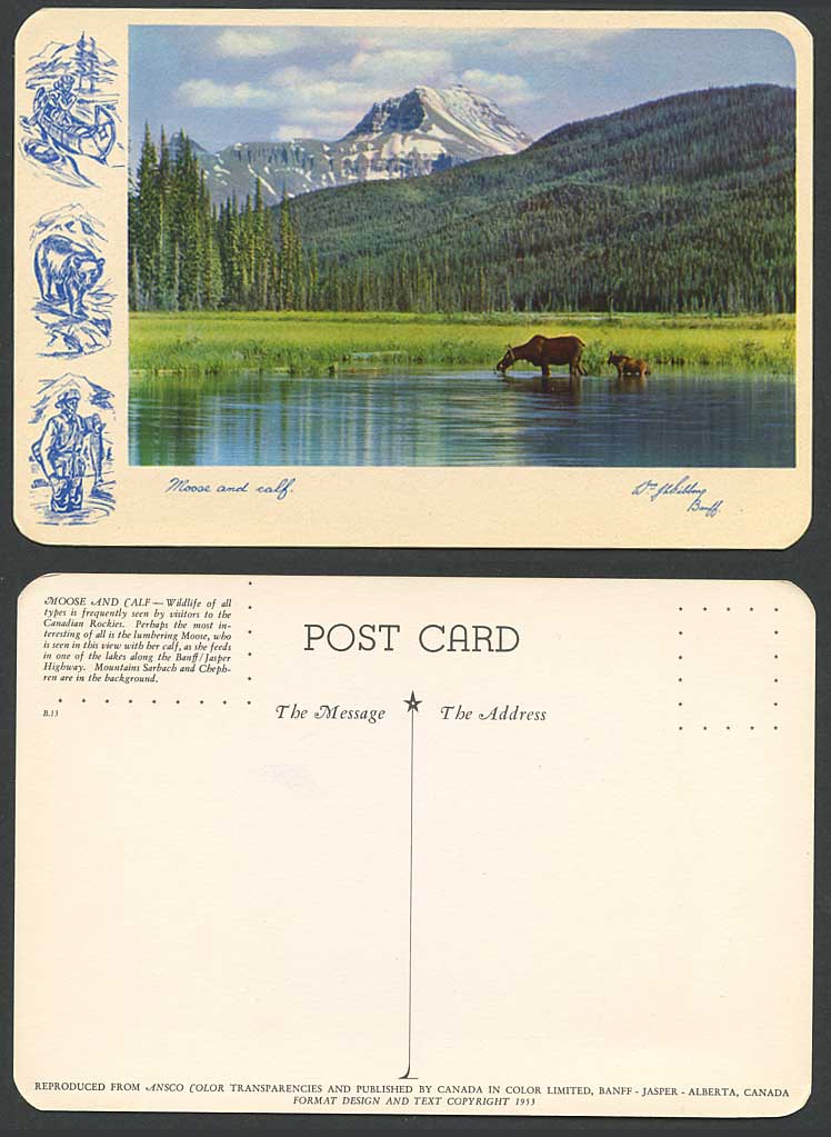 Canada 1953 Old Postcard Moose Calf Mountains Sarbach Chephren Lake Bear Fishing