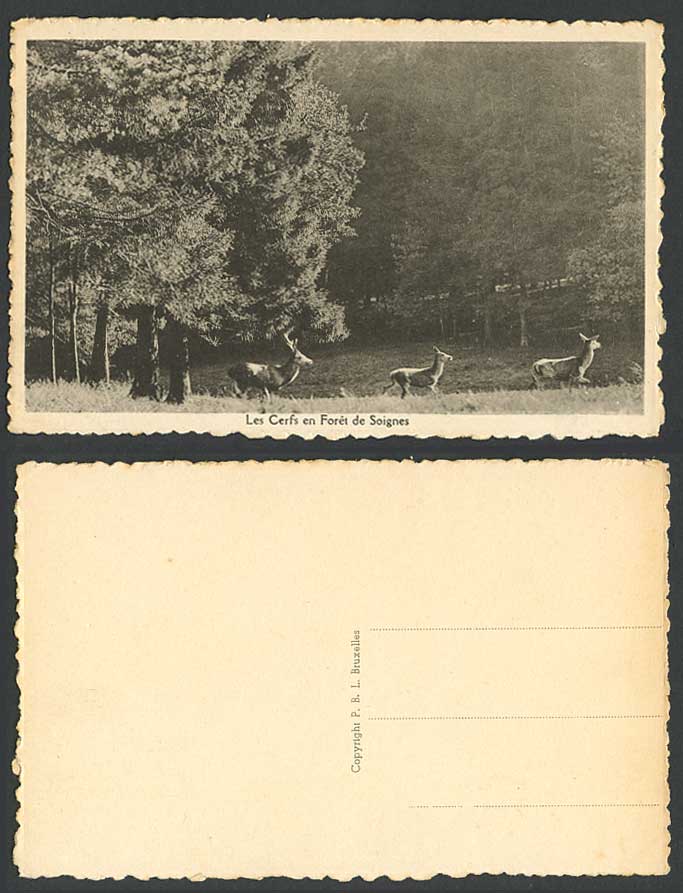 Belgium Deer & Stag in Sonian Forest, Les Cerfs en Foret de Soignes Old Postcard