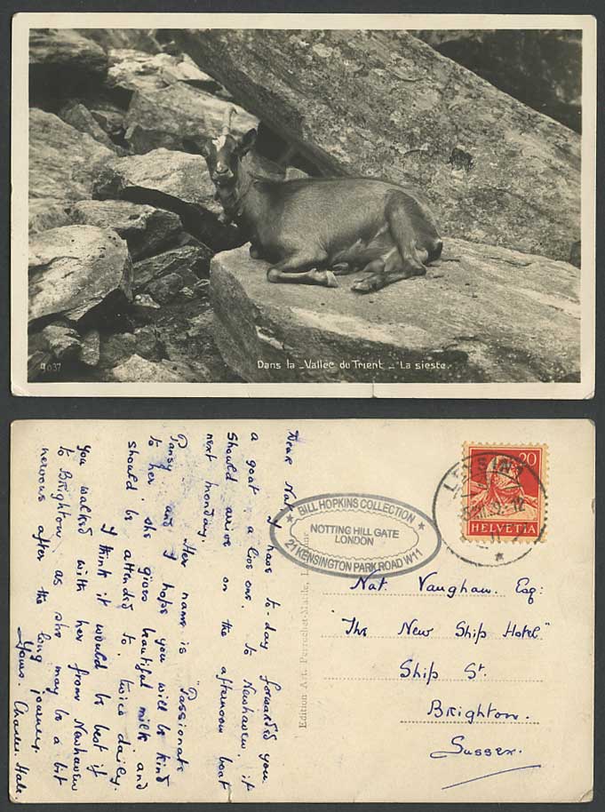 Chamois Antelope, Swiss Animal 1929 Old Postcard Vallee du Trient, La Sieste Nap