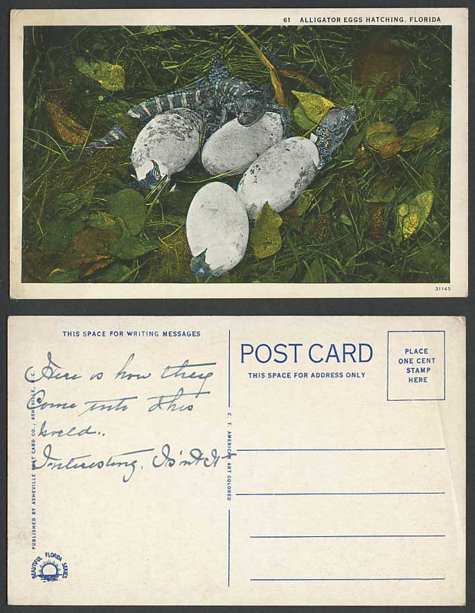 Alligator Eggs Hatching Florida USA Crocodile Old Postcard Babies Alligators Egg