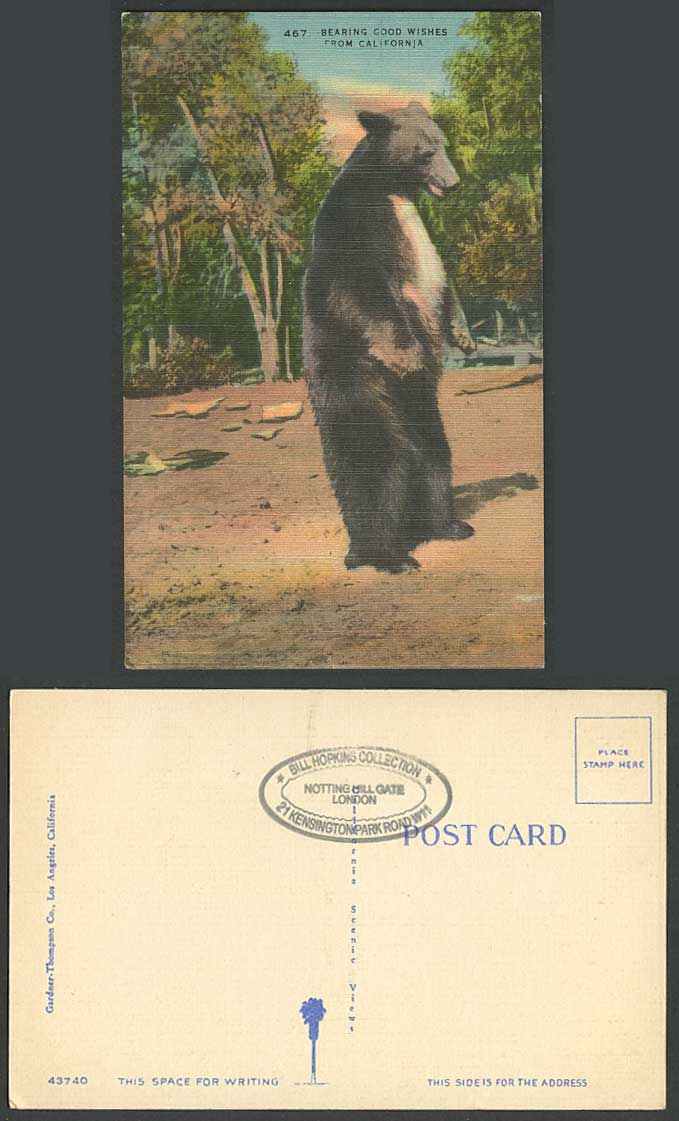 Bear Bearing Good Wishes from California USA Old Color Postcard Gardner Thompson