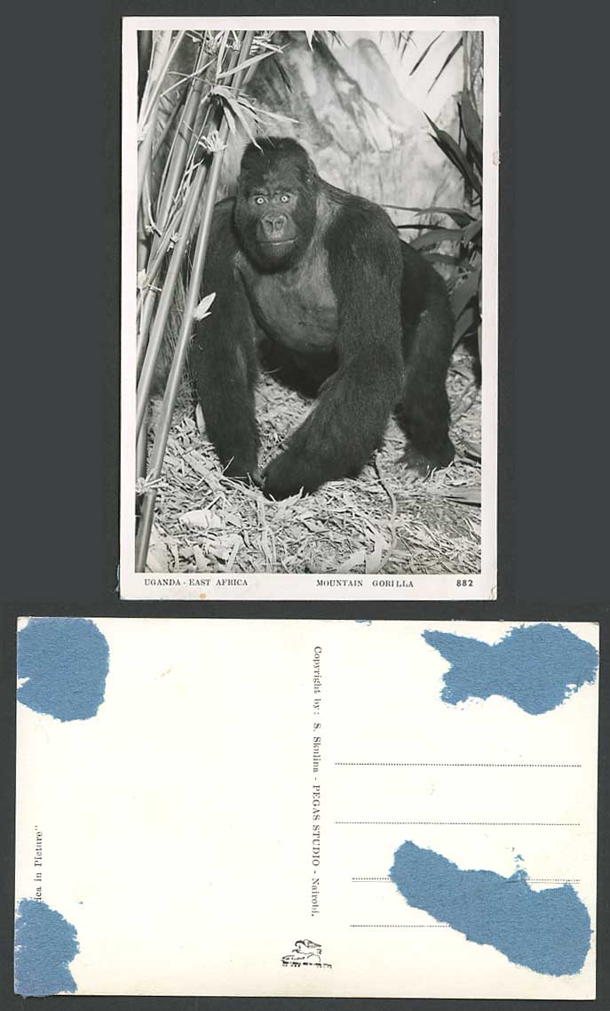 Uganda Mountain GORILLA, East Africa Man-Like Ape Animal Old Real Photo Postcard
